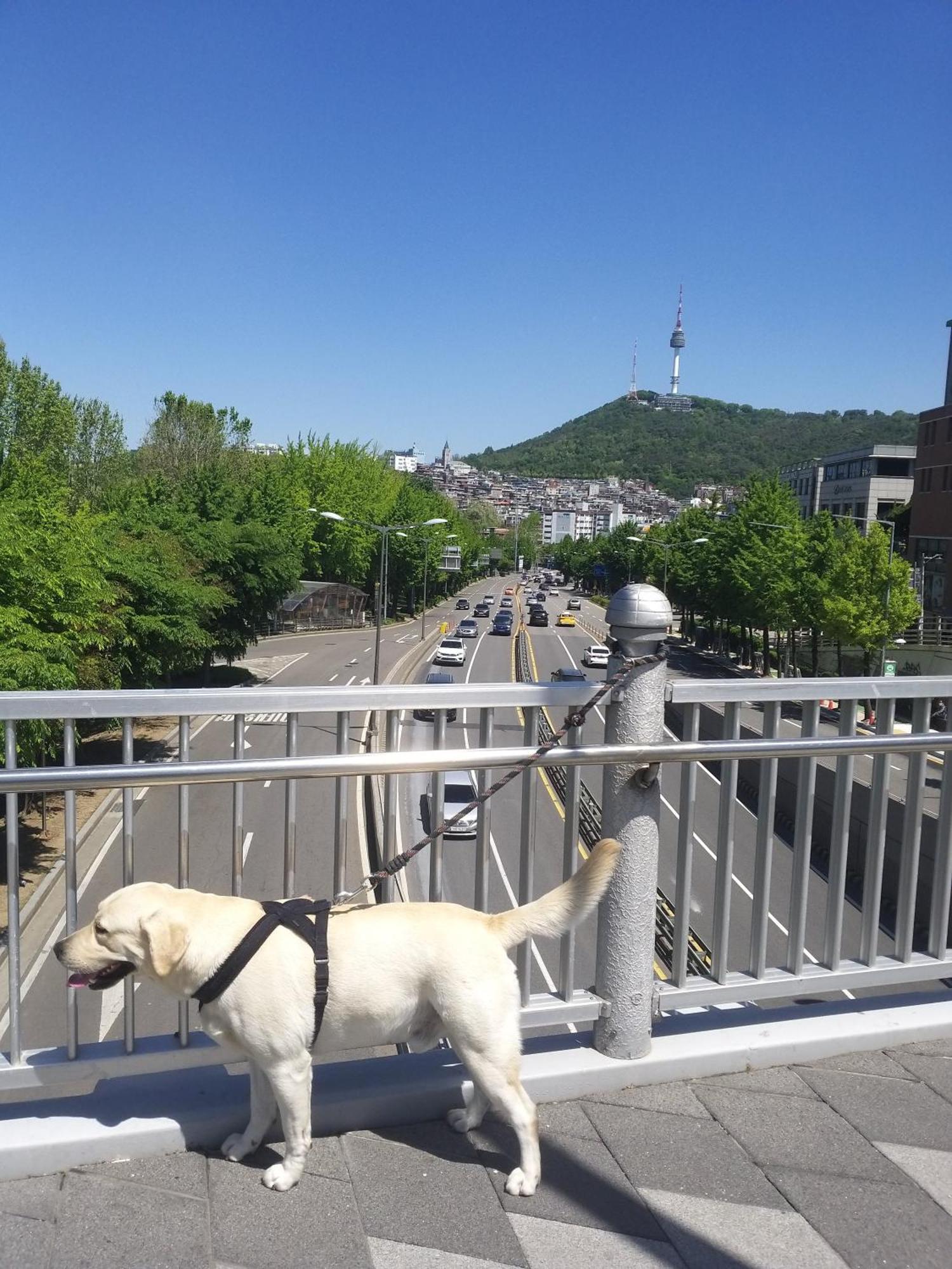 Newly Renovated 2 Bedroom Apartment #7 Seoul Eksteriør bilde